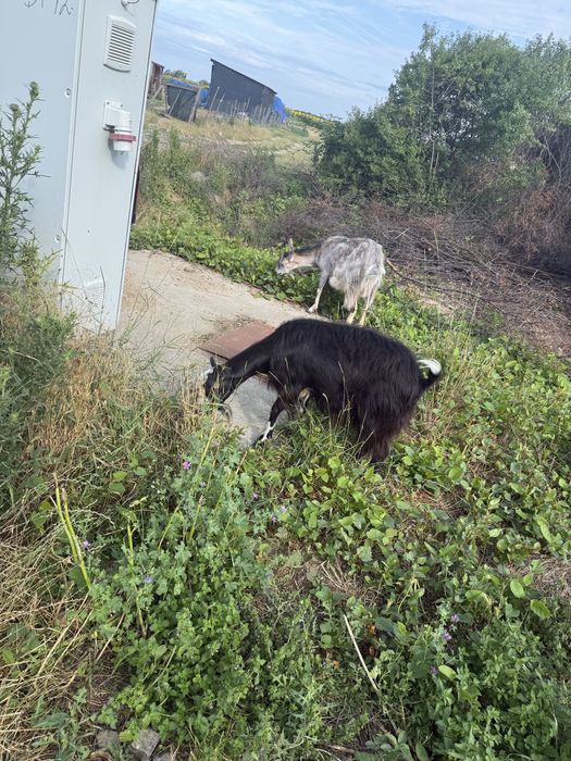 De vanzare capre si iezi berbecsi mioara