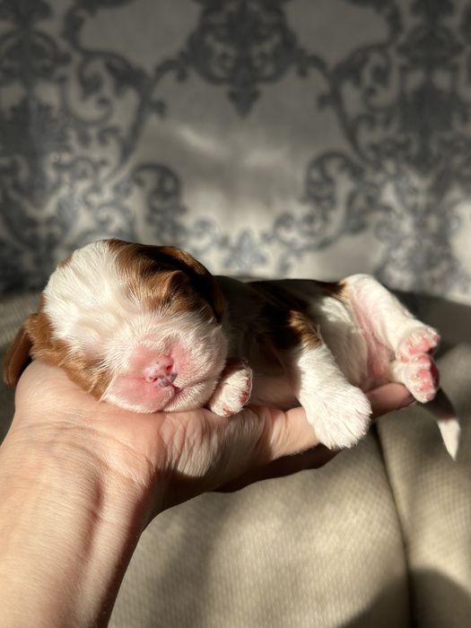 Кавалер Кинг Чарльз Спаниель Бронирование