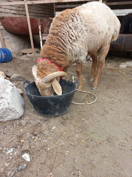 Tагал барралар  сотимади