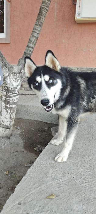 Хатико. кучукга жавоб тоза кучук