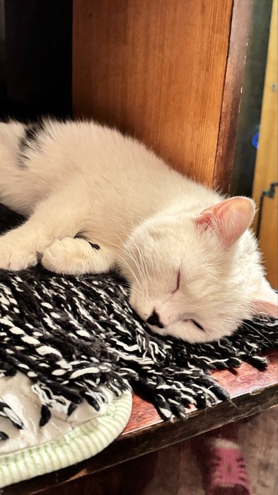 Кошечка отдам даром