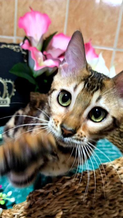 ЗОЛОТОЙ бенгальский Котёнок