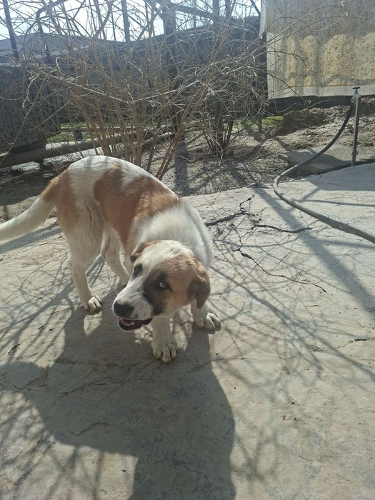 Alabay zotli it bolasi