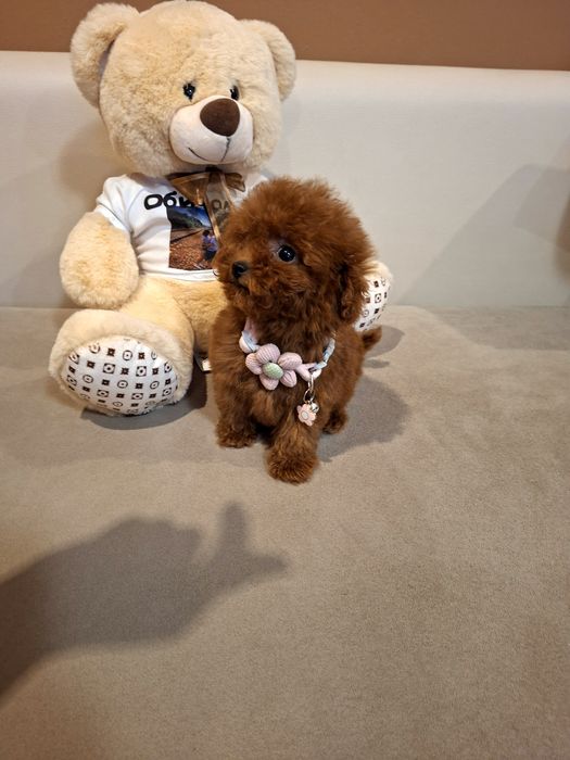 Той Пудел  Момиче с Документ за произход