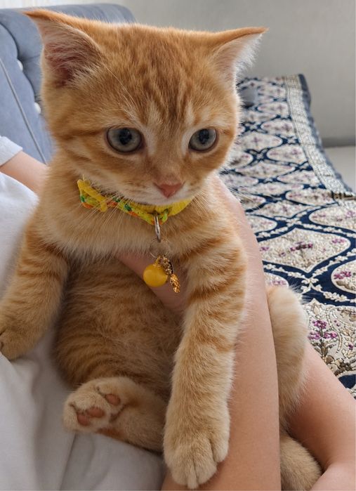 продаётся породистая кошка скотиш страйт