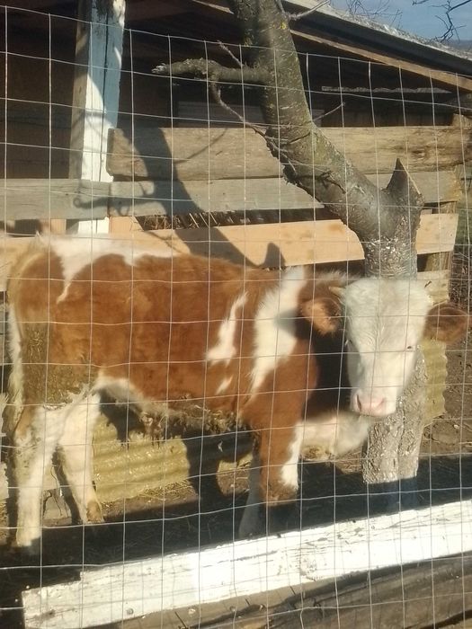 Vițel balțat românesc