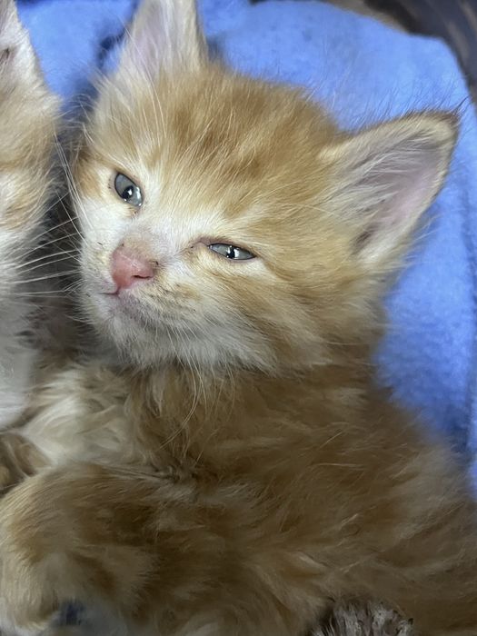 Отдадим котят 5 мальчиков 1 девочька