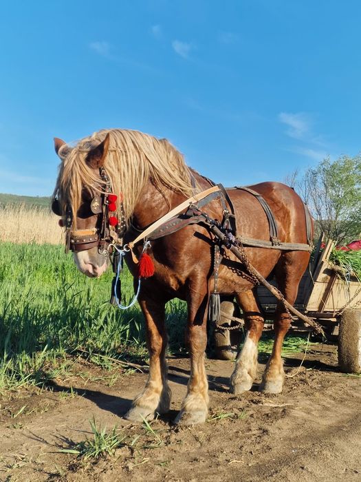 Armăsar de vânzare
