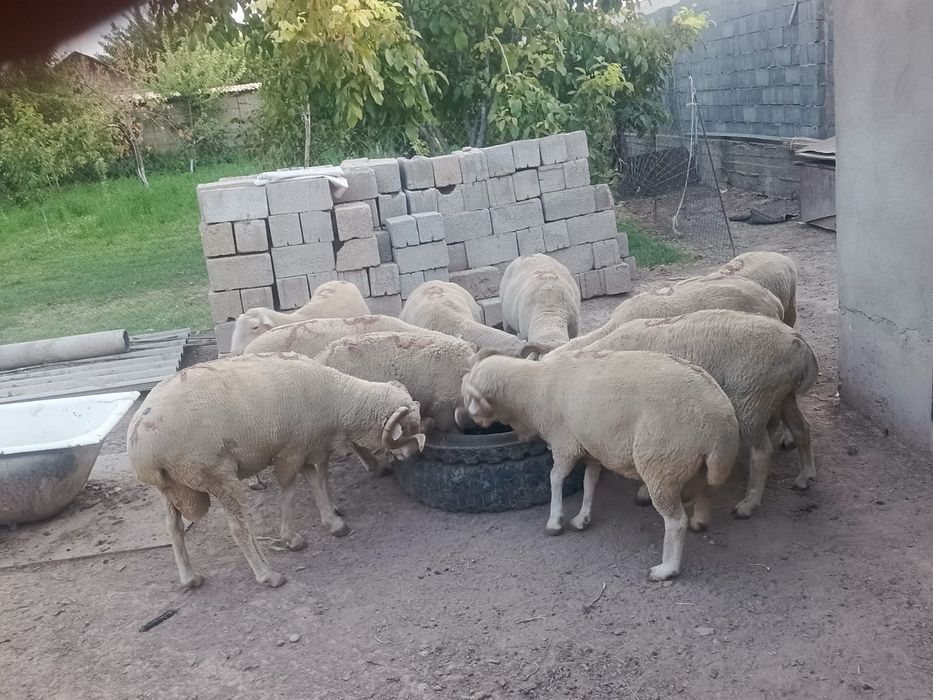 меренозз 40 45 кило шыгады смело