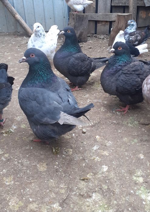 Porumbei Texani 2025