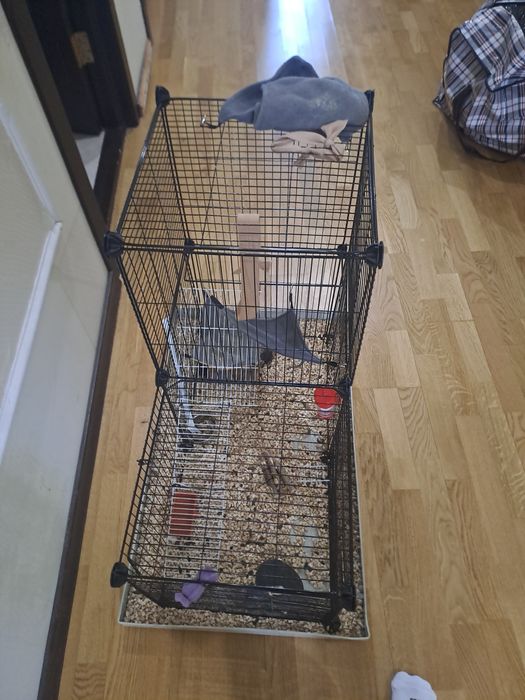 две крысы клетка и корм на месяц