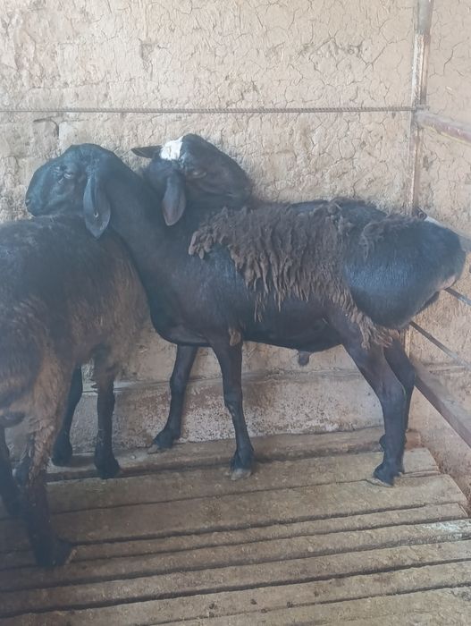 Qoʻchqor toza narsa zotga Qózi xali