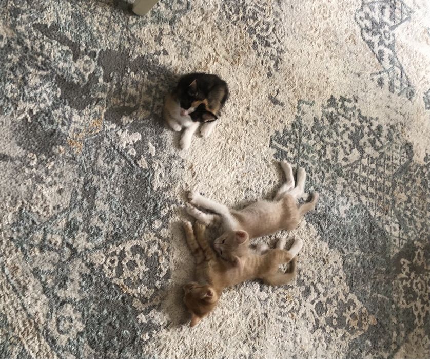 Котята бар. Өте сүйкімді.