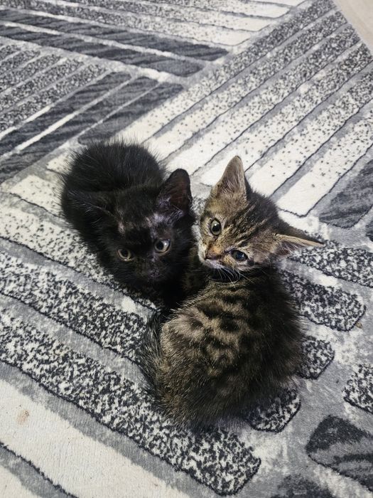 Ofer spre adopție pisoi