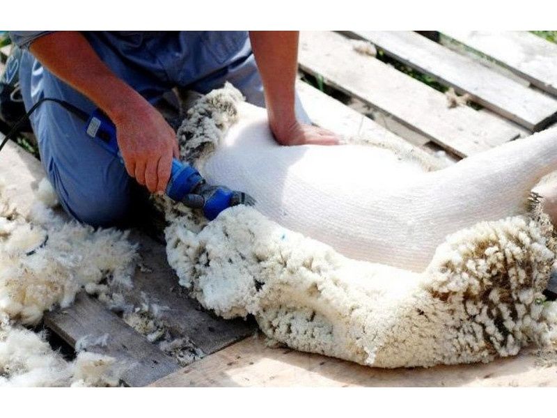 Прокат Инструментов Аренда Инструментов стрижки овец Кой кайчи 24.7