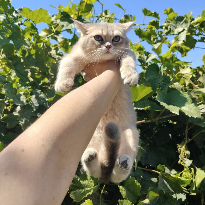 Голубое золото котенок шиншилла