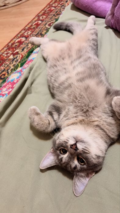 Отдам в добрые руки