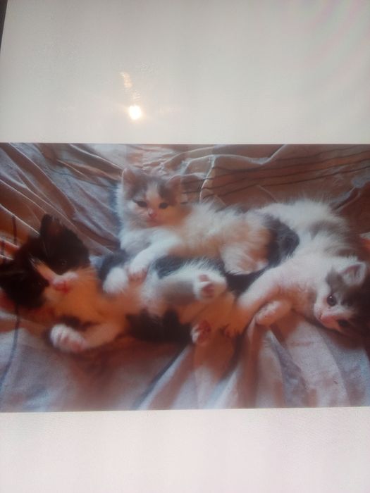 Отдам котят в нужные руки