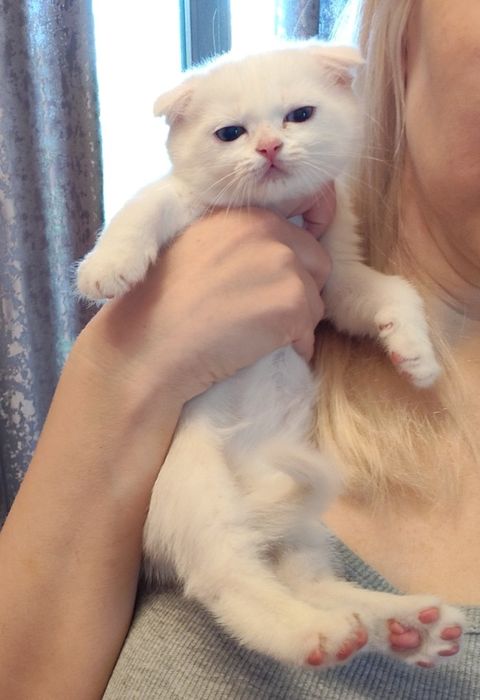 Шотландские котята