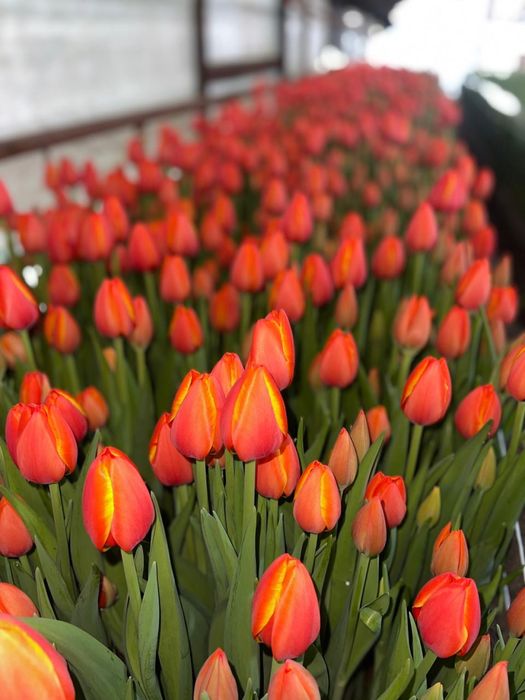 Цветы к 8 марта.