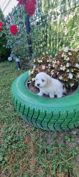Donez puiuți bichon