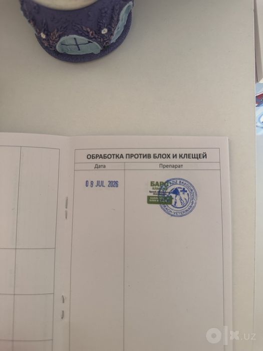 Скотиш Фолд 5 месяцев