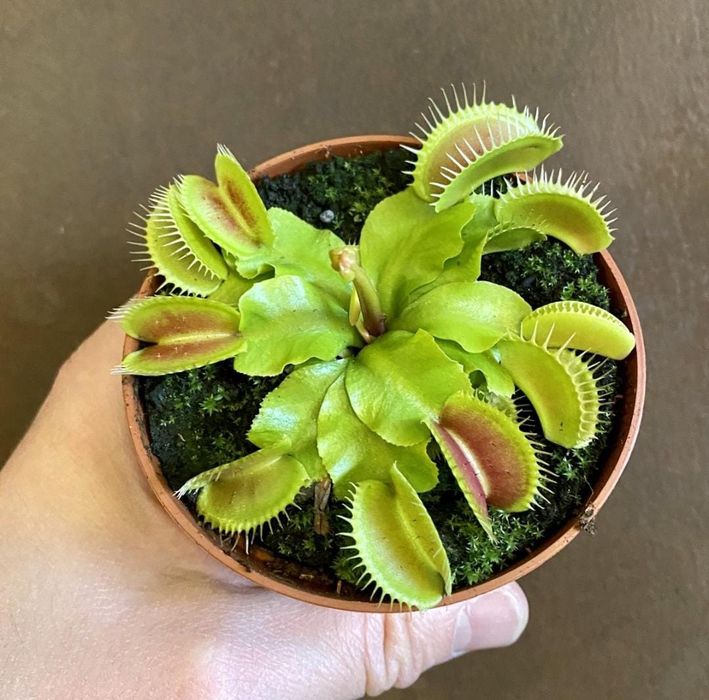 Мухоловка в домашних условиях фото Мухоловка в домашних условиях фото