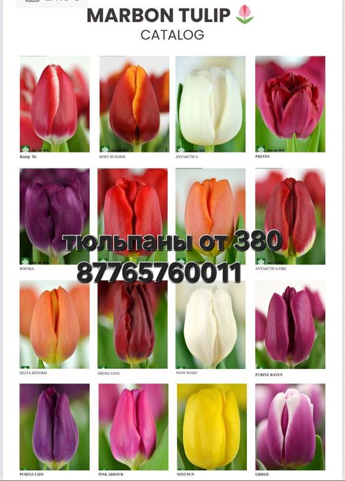 Тюдбпаны предзаказ