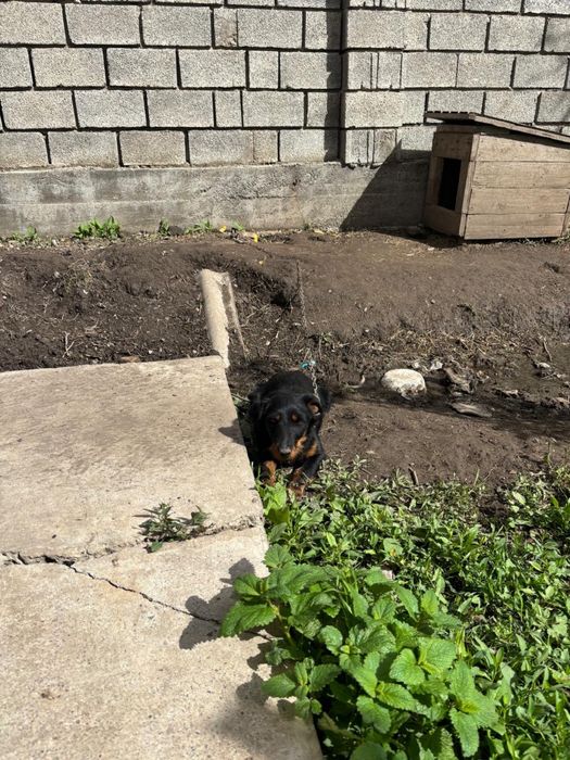 Ургашы ягтерер