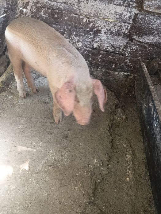 Vând baloți de calitate