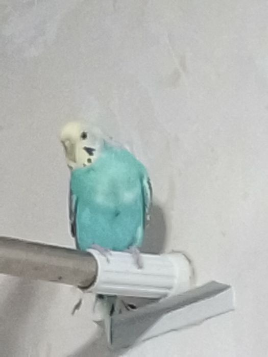 Продаются волнистые попугаи парами