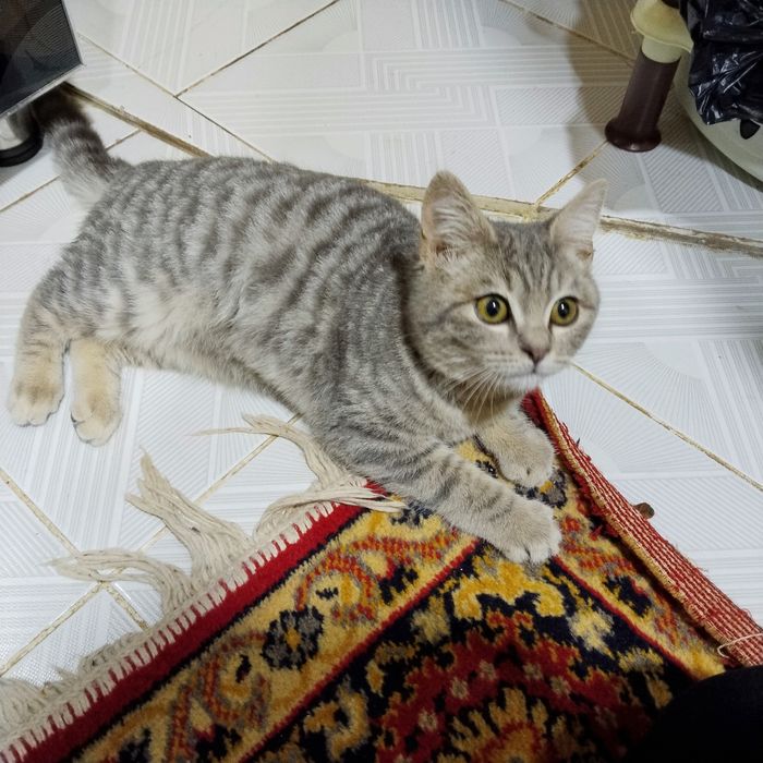 Продам кошку породы скоттиш страйт