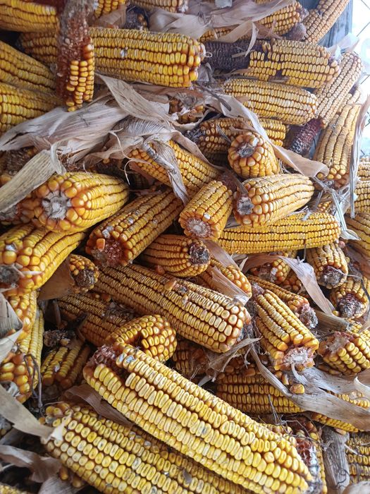 Кукуруза в початках