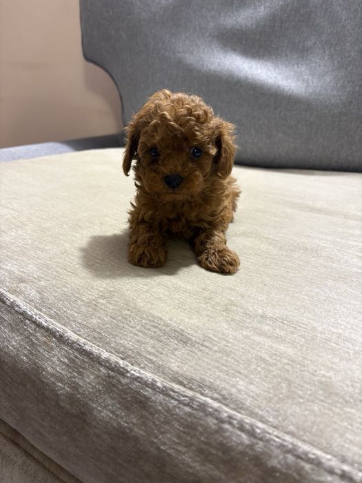 Пухкави Той Пуделчета