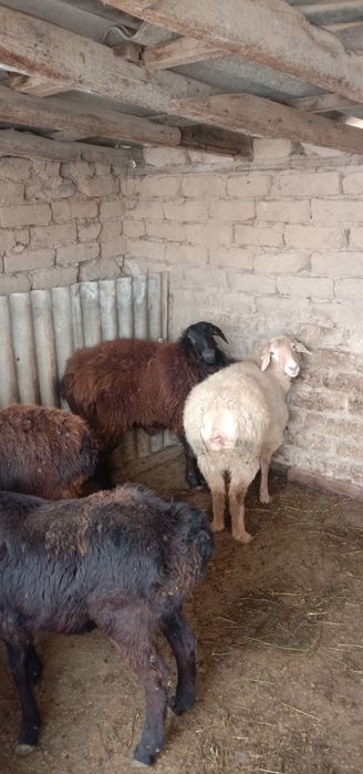 Қой саулық,қошқар