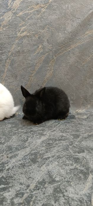 Дикаративный карликовый кролики