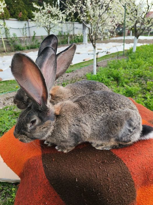 iepuri hycol francez,uriasi german