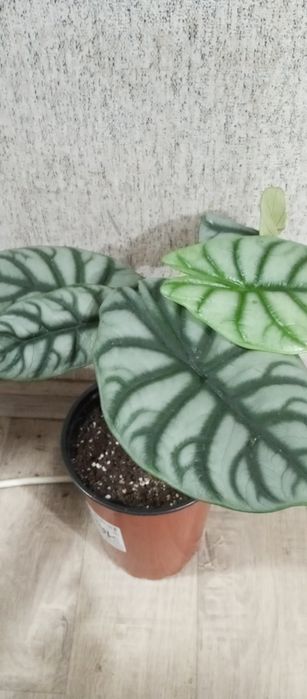 Продам алоказия шкура дракона