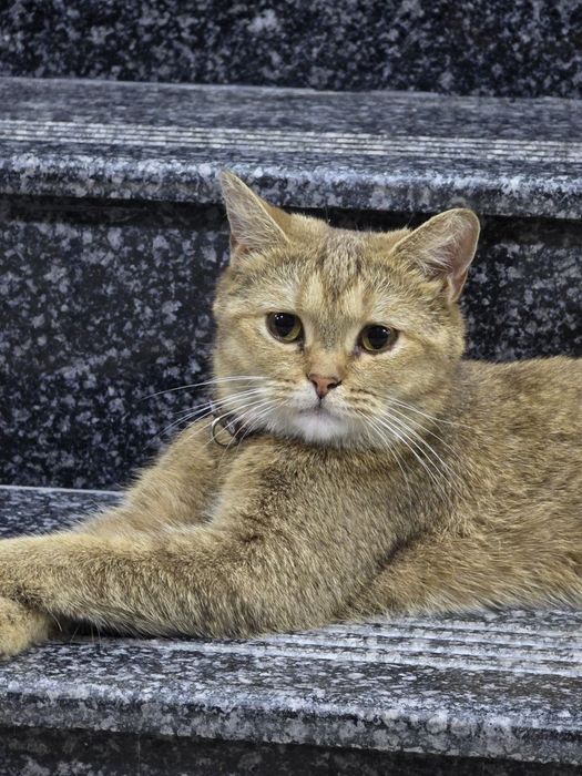 Shinshilla chistokrvniy