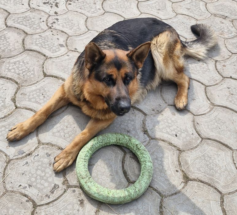 Вязка немецкой овчарки