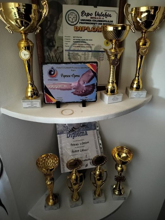 Cloaca pitica cu pui și pui din matca și zburatori