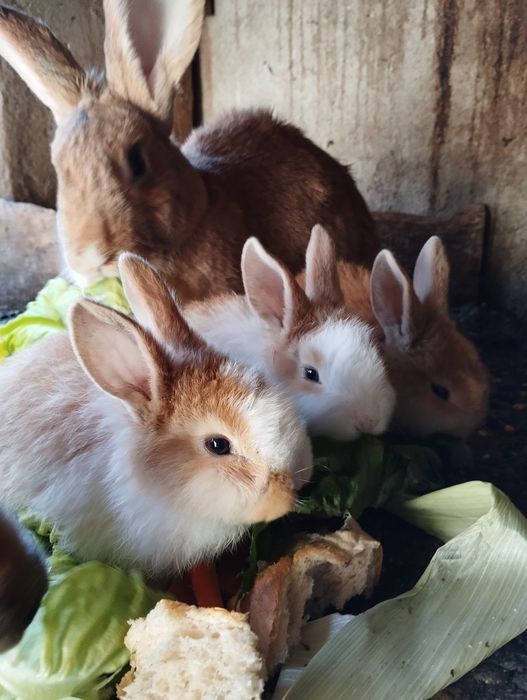 Rase si culori diferite