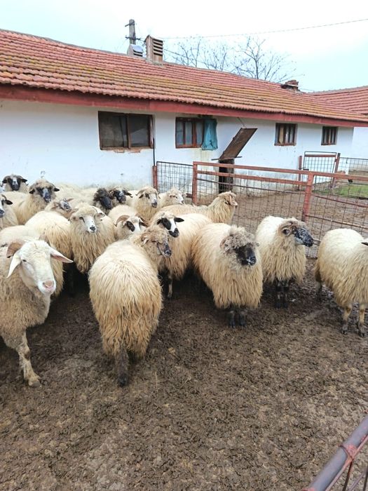 Vand 20 mioare bine ingrijite