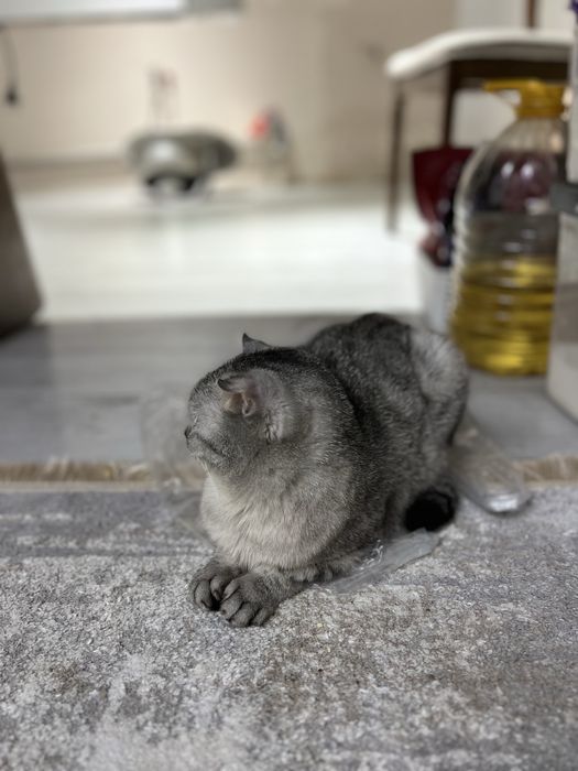 Кошка за.  60000