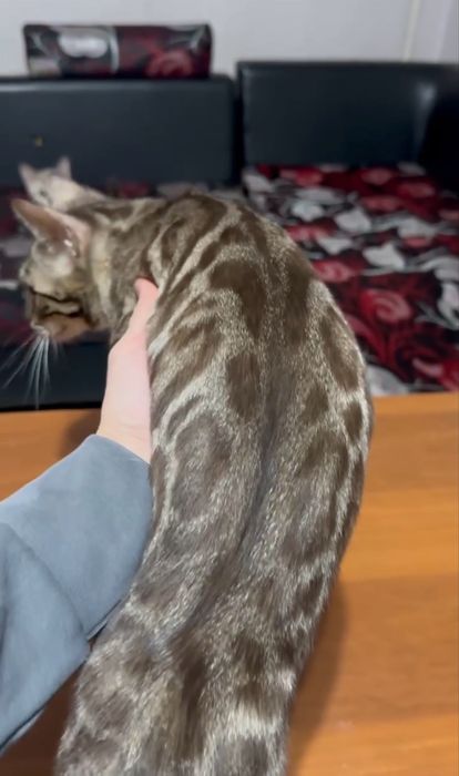 Клубная бенгальская кошка!