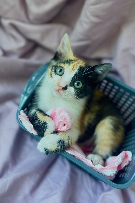 Отдам котенка девочку в добрые руки