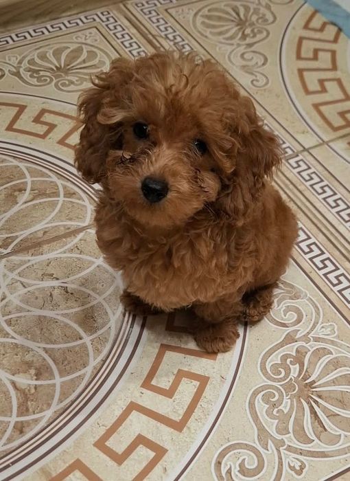 Той пудел момиченце!