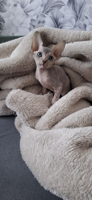 Котята канадского сфинкса