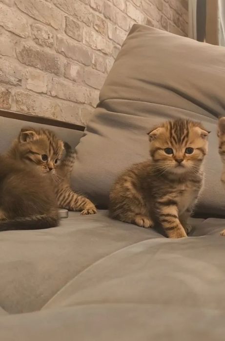 Девочки весолухие, 1.5 мес