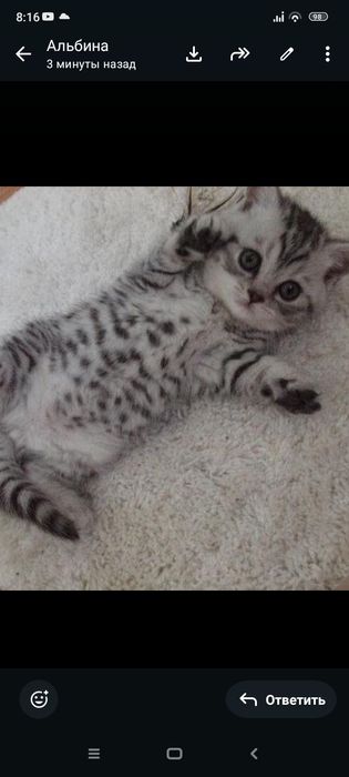 Британцы 1,3 месяцев приучены.